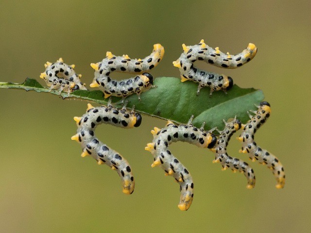 Nature inFocus Photography Awards: Winners – 2016