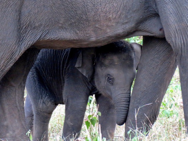Bearing Witness To The Maternal Bond