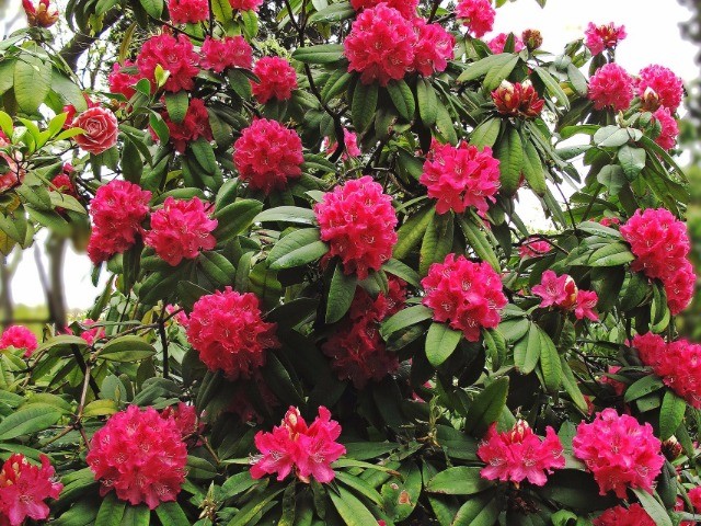Rhododendron red alert