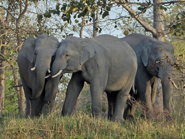 Living In The Land Of Giants