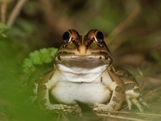 Not ‘Jumping Chicken’ But Poached Frogs