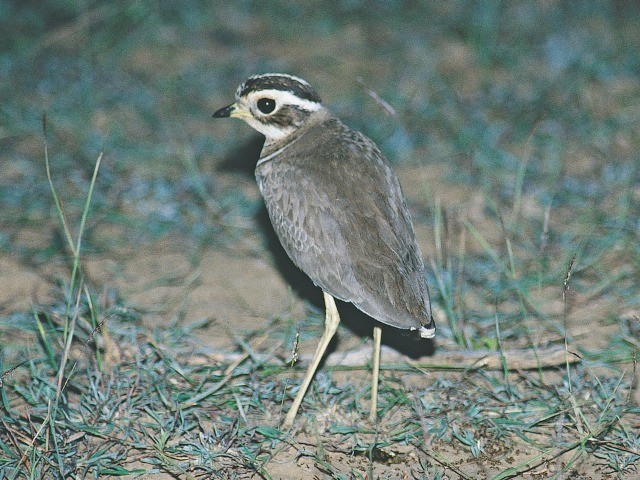 Jerdon's Courser