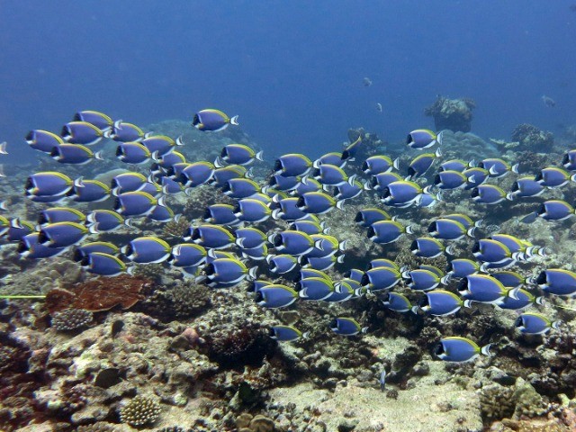 In Pursuit Of Parrotfish