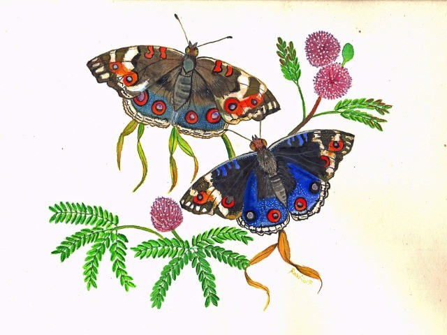 The Blue Pansy
