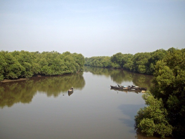 For Flood’s Sake, Save Our Mangroves