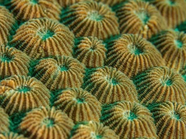 Pitter Patterns