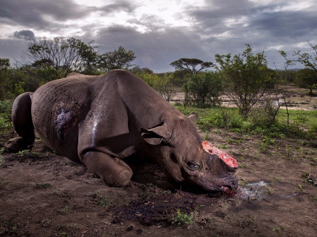 The Winners Of The NHM Wildlife Photography Awards