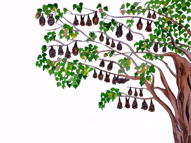 Indian Flying Foxes