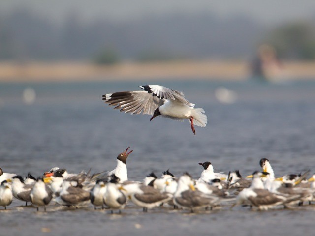 Migration Watch