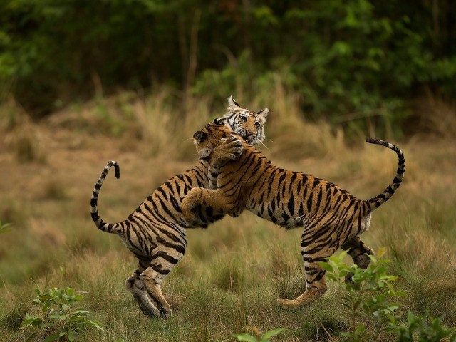 In Photos: A Decade With Tigers