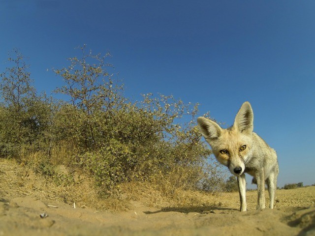 Desert National Park: Not So Deserted