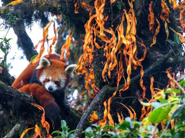 Red Panda: The Firefox Of Our Forests