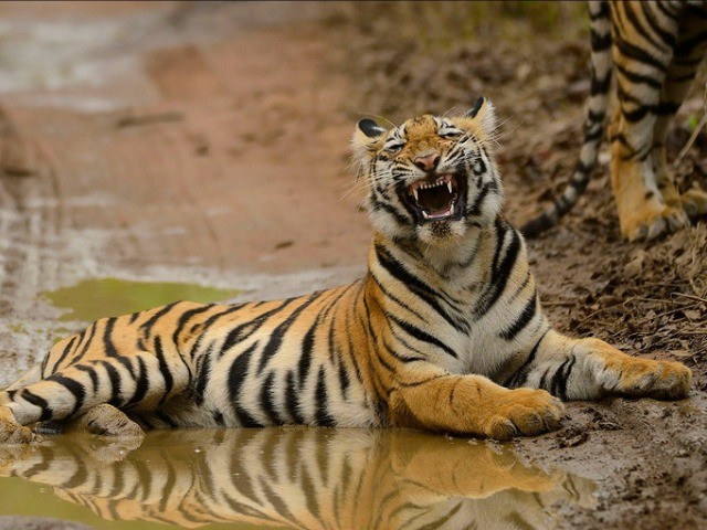 The Wildlife Comedy Club