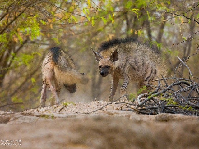 Wild Hairstyles