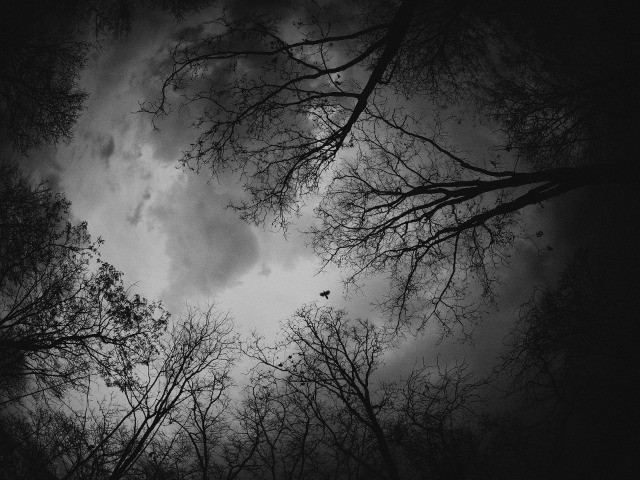 Wild Clicks 7