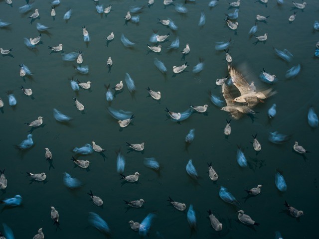 Nature inFocus Photography Awards 2018: The Winners