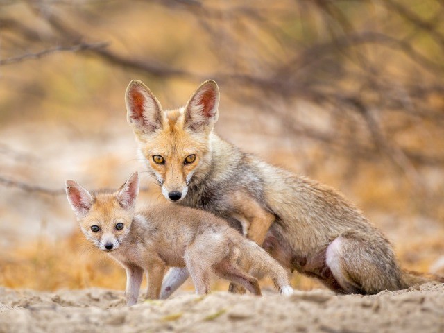 The Wild Nation – Deserts and Grasslands