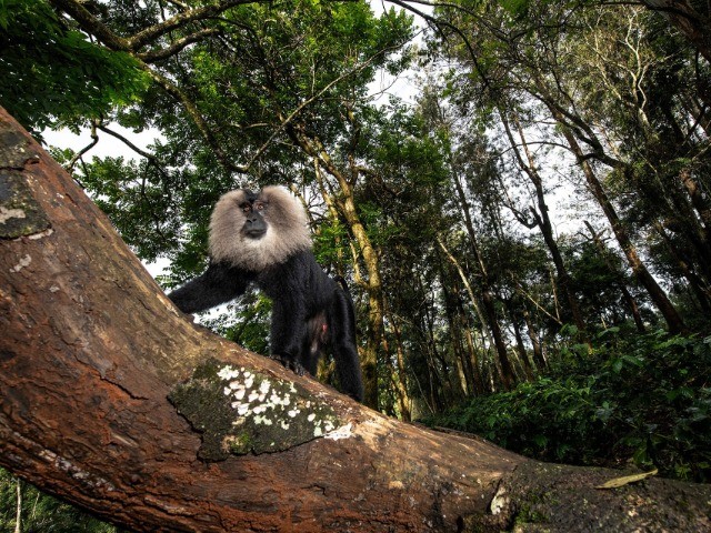 The Wild Nation – Rainforests