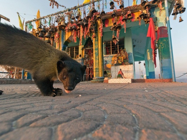 The Yellow-Throated Martens Of Kartikeya