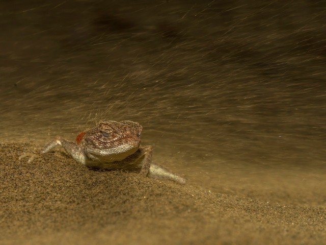 Desert