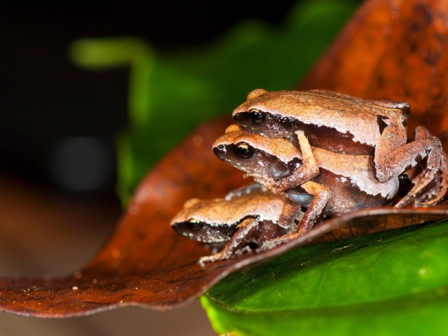 New frog species discovered from a roadside puddle in the Western Ghats