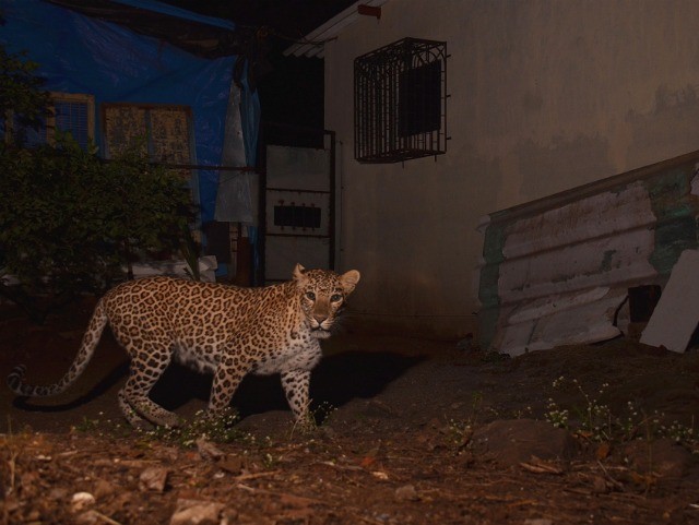 Out Of The Wild