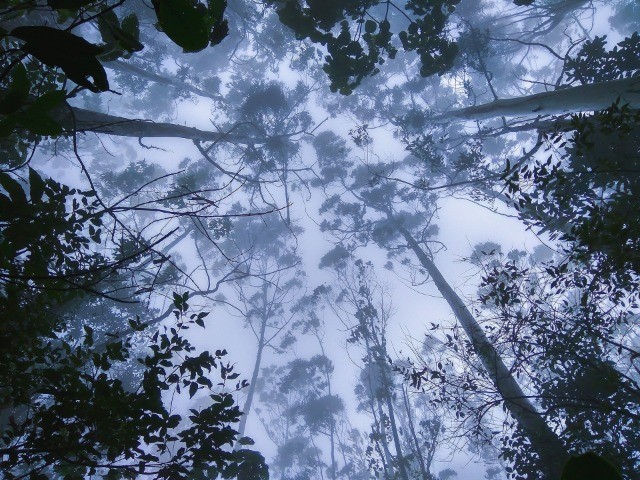 Is it really possible for abandoned plantations to recover?