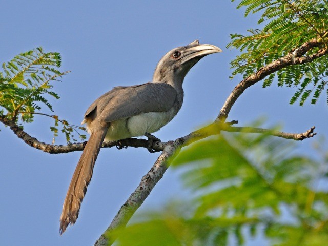 Peeping Inside A Hornbill Home