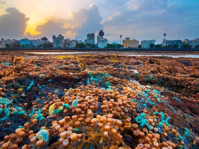 The Fight For Mumbai’s Coastline