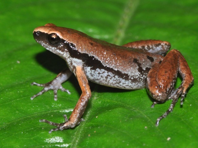 New frog species discovered near human habitation in Northeast India