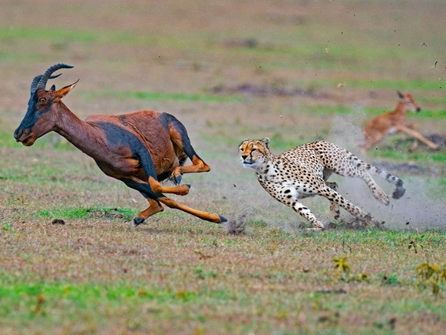 Getting In The Thick Of The Action