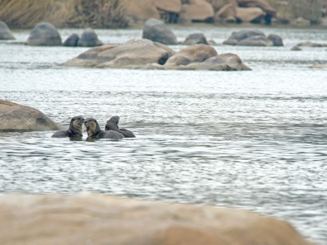 Into The Wild Series – Otterly Beautiful