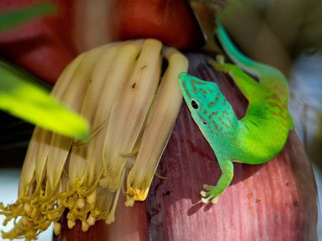 The Gorgeous Gecko Of The Andamans