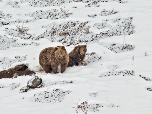 The Brown Bears Of Kargil