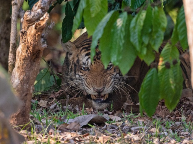 Tiger Rescue At Nagarahole
