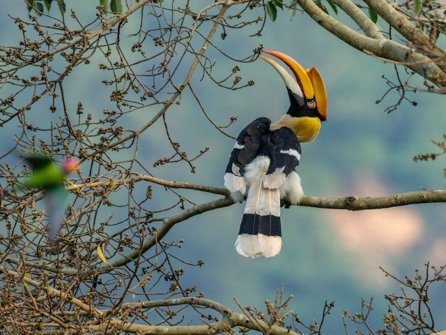 My Love Letter To The Great Hornbill