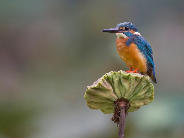 The Kingfishers Of India