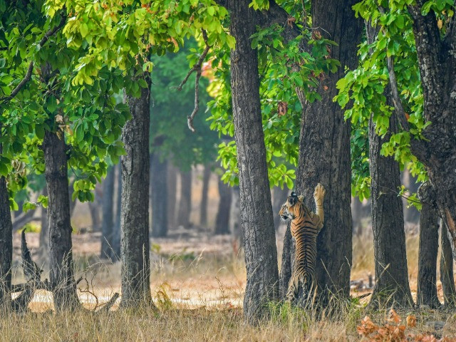 Bandhavgarh Through A Lens