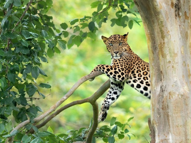 10 Things You Need To Know About Indian Leopards