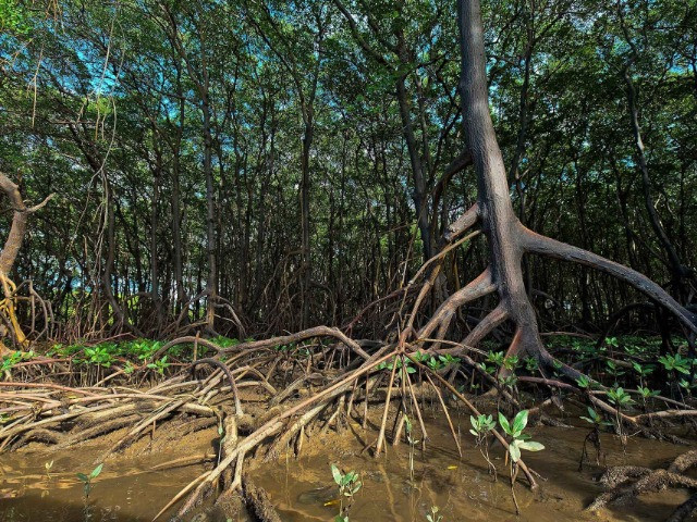 Mangroves on the go
