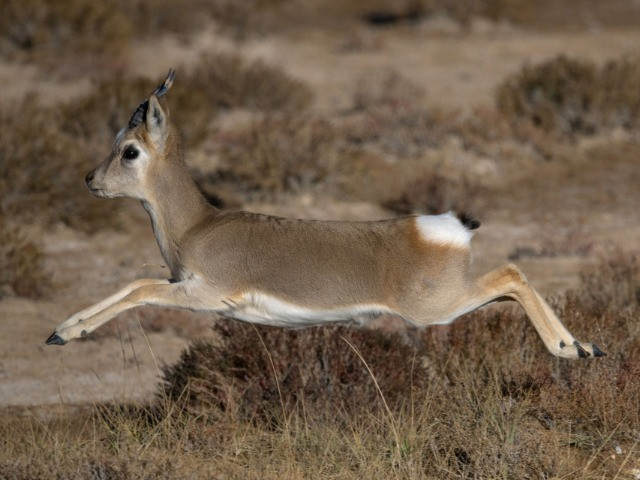 Meet The Extraordinary Denizens Of The Tibetan Plateau