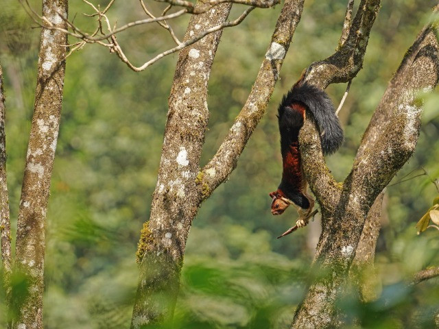 The Giants Of The Treetops
