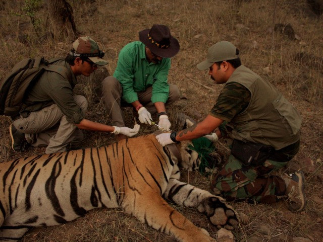  In Service of the Wild