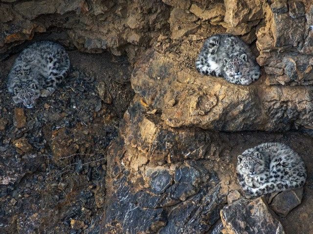 The Snow Leopards Of Kibber