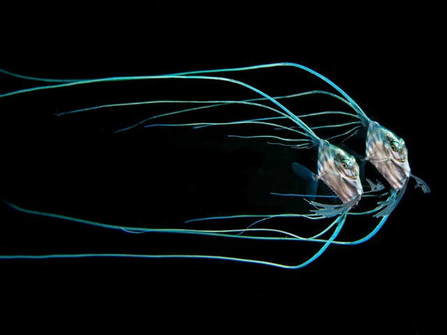 Magnus Lundgren: Winner Of The Special Jury Award, Nature inFocus Photography Awards 2020
