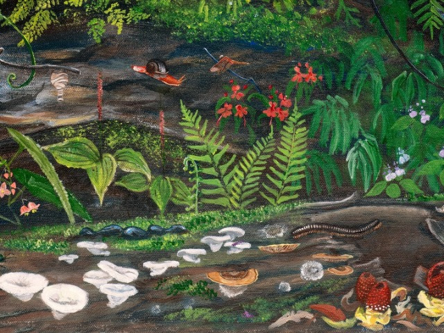 Around A Fallen Log