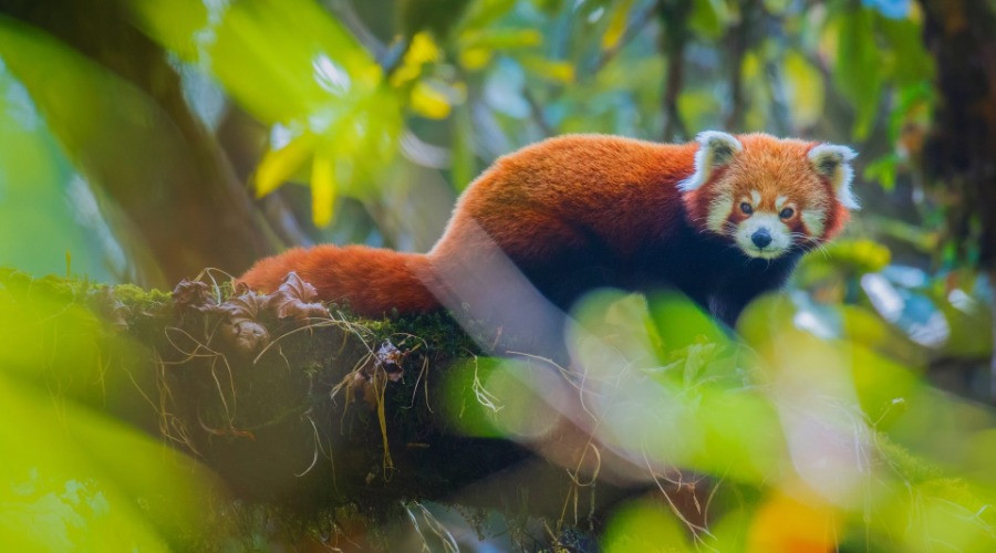 Singalila National Park