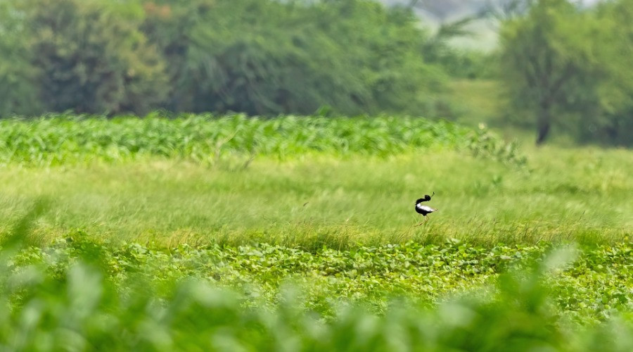 Shokaliya