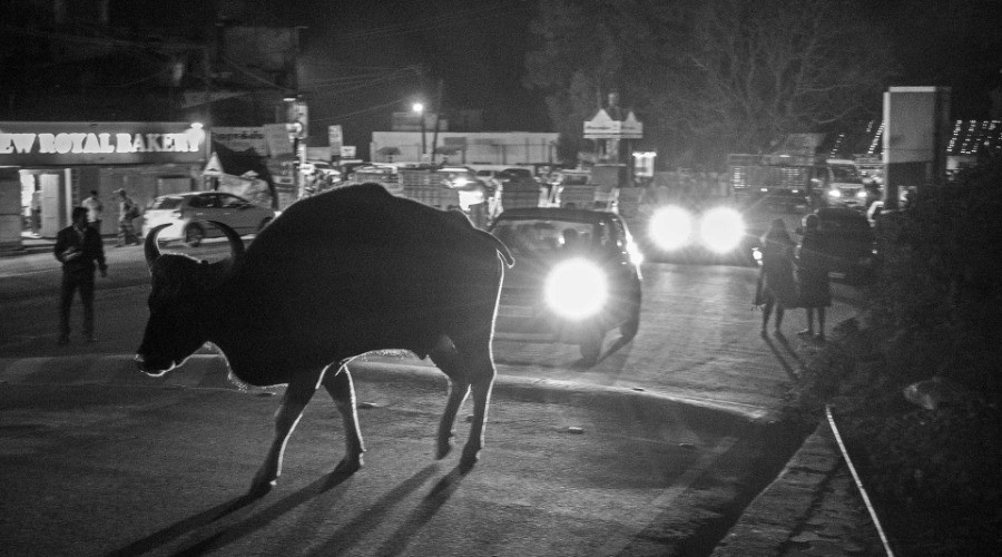 Sharing Space With Gaurs
