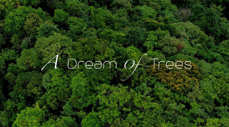 A Dream of Trees